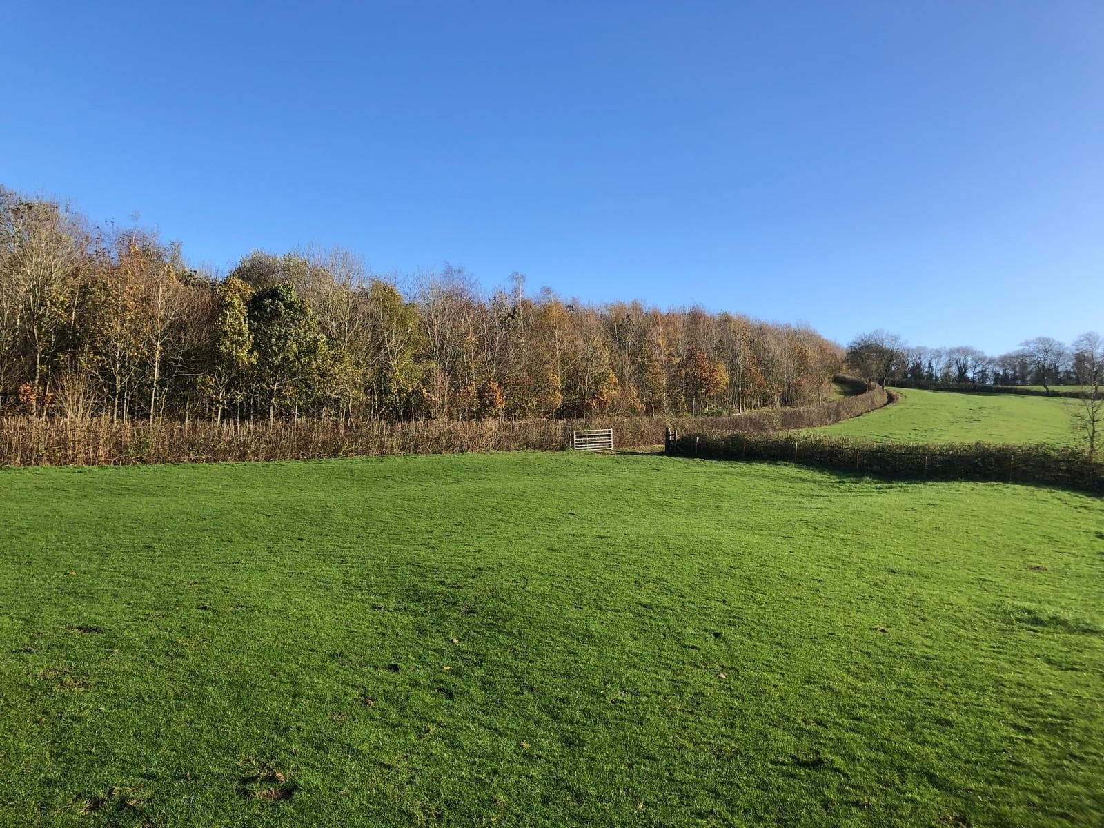 The woodland edge at Mady's Wood